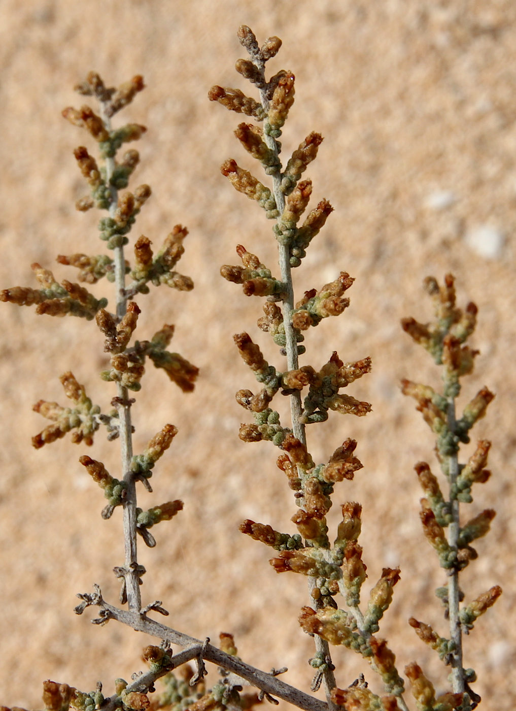 Image of Artemisia herba-alba specimen.