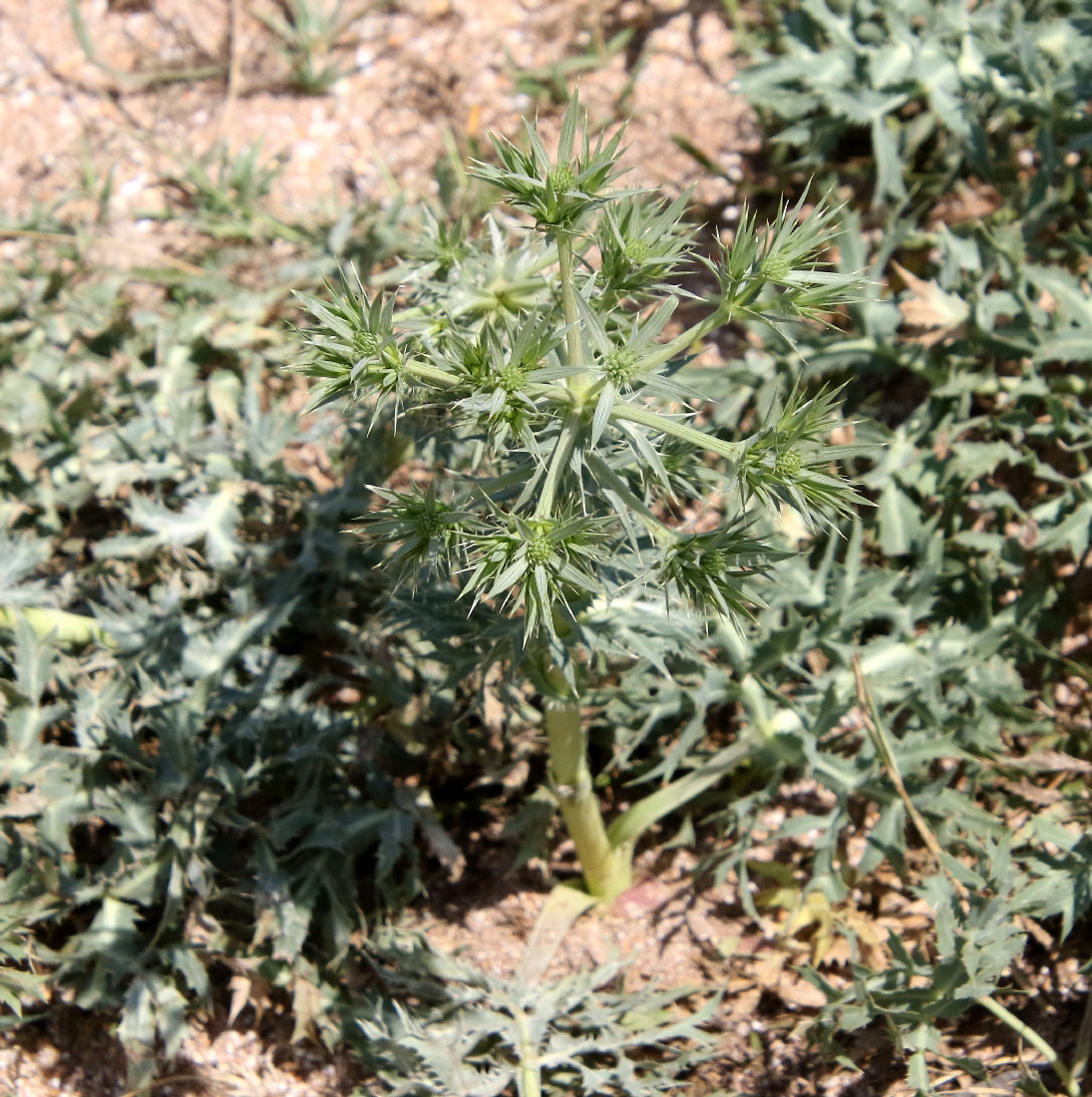 Image of Eryngium campestre specimen.