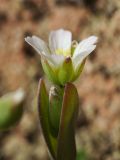 Holosteum umbellatum