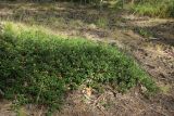 Arctostaphylos uva-ursi