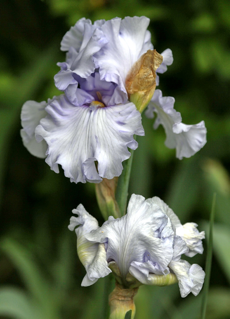 Image of genus Iris specimen.