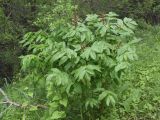 Смотреть изображение Dictamnus angustifolius