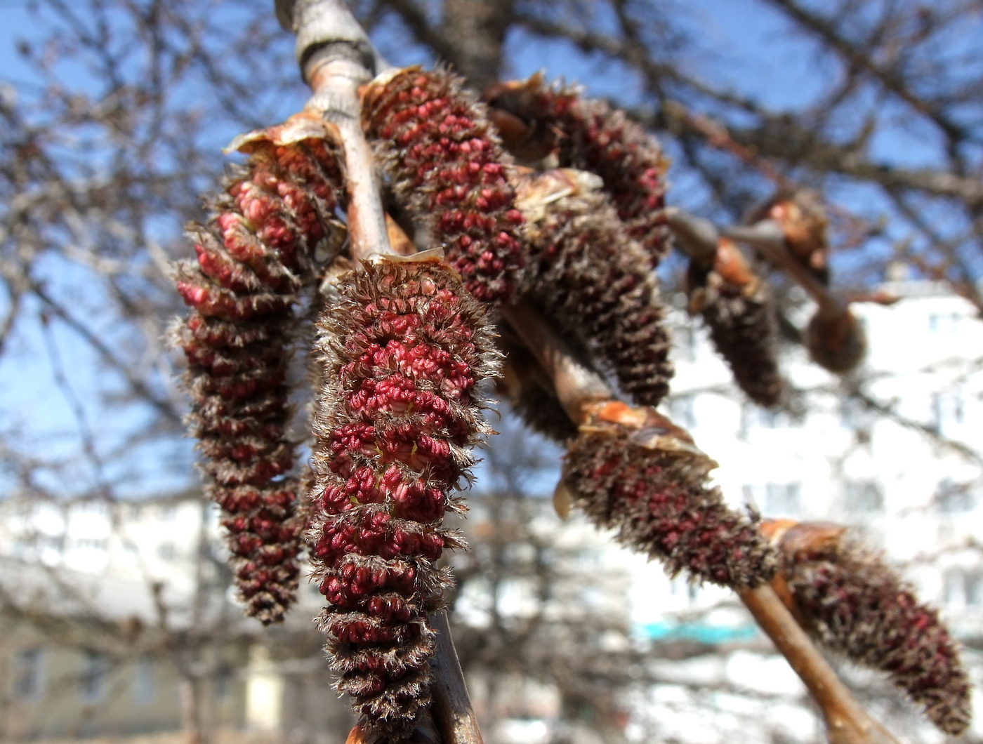Image of Populus tremula specimen.