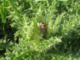 Смотреть изображение Cirsium esculentum