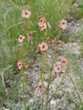Смотреть изображение род Verbascum