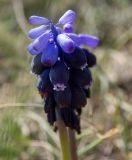 Смотреть изображение Muscari neglectum