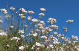 Смотреть изображение Gypsophila tenuifolia