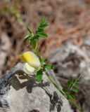 View full-size image Vicia hybrida