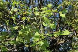 View full-size image Ulmus laevis