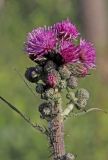 Смотреть изображение Cirsium palustre