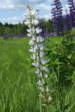 Смотреть изображение Lupinus polyphyllus