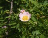 View full-size image genus Rosa