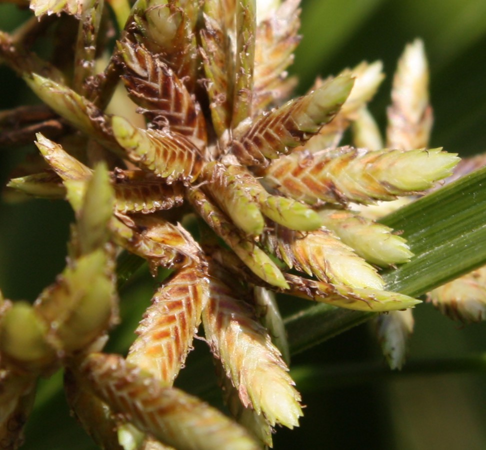 Image of Cyperus involucratus specimen.