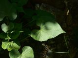 View full-size image Valeriana alliariifolia