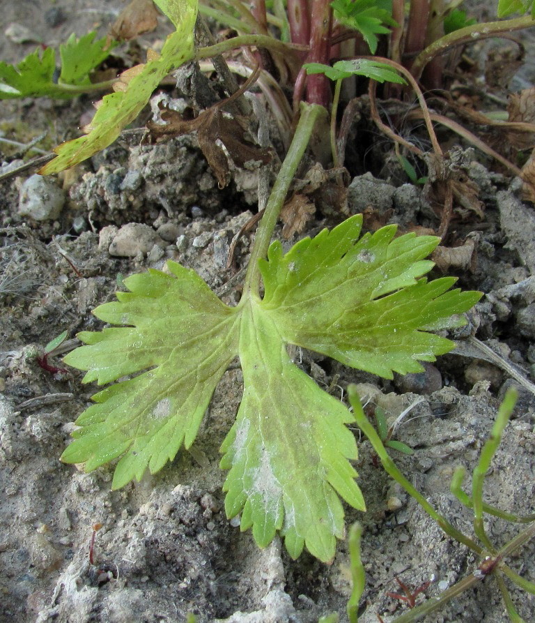 Image of genus Ranunculus specimen.