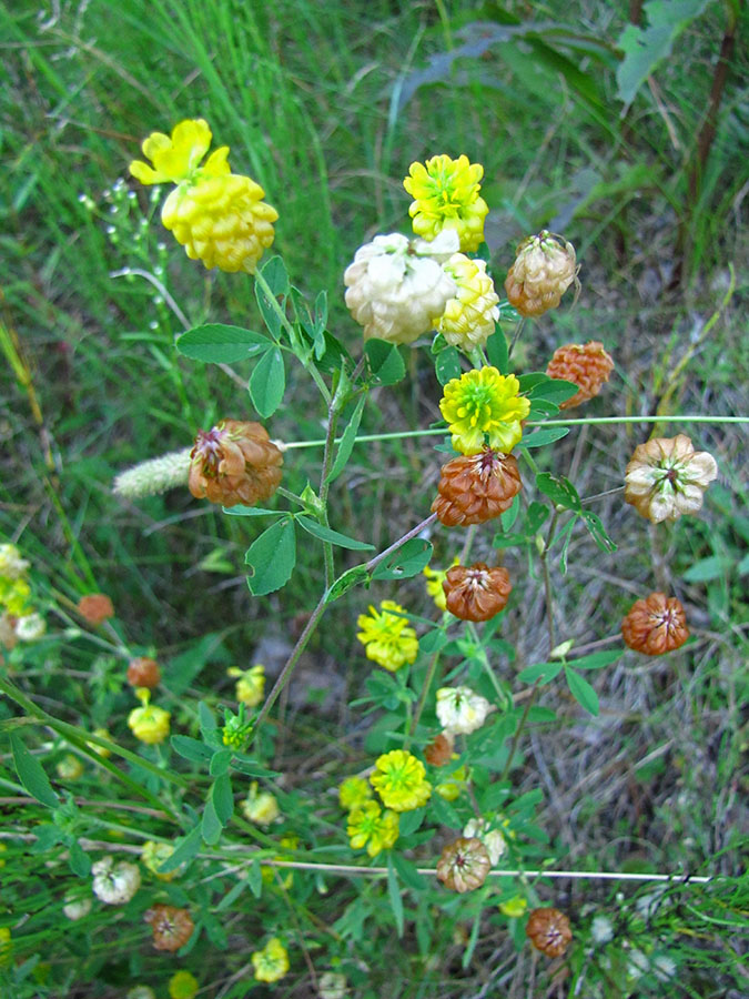 Изображение особи Trifolium aureum.