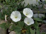 Convolvulus arvensis