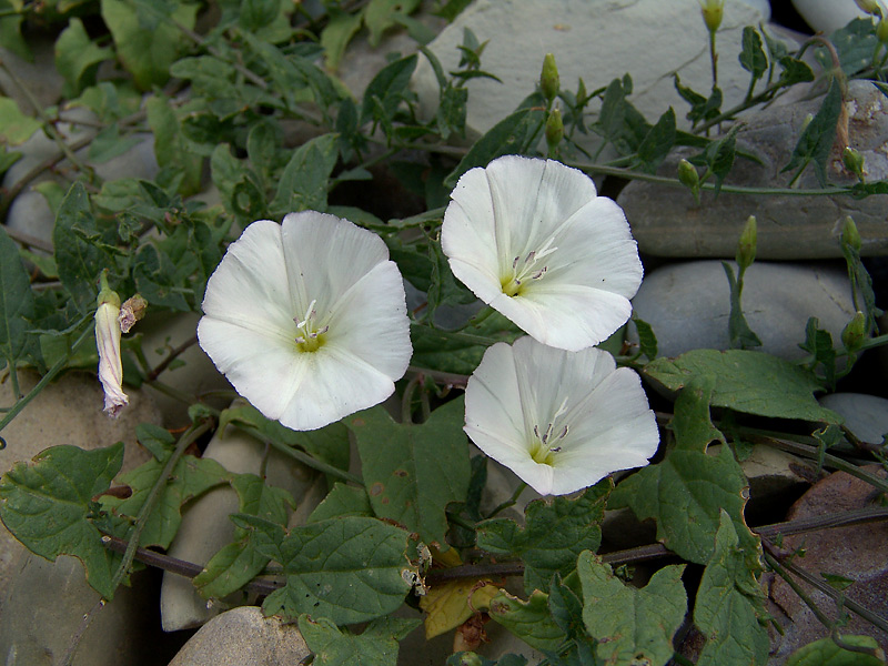 Image of Convolvulus arvensis specimen.