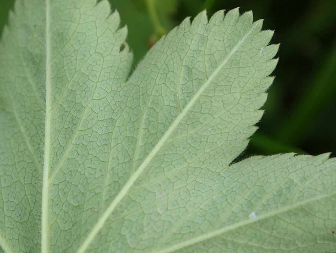 Image of Alchemilla monticola specimen.