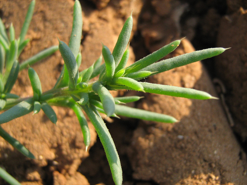 Image of Salsola pontica specimen.