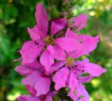 Lythrum salicaria