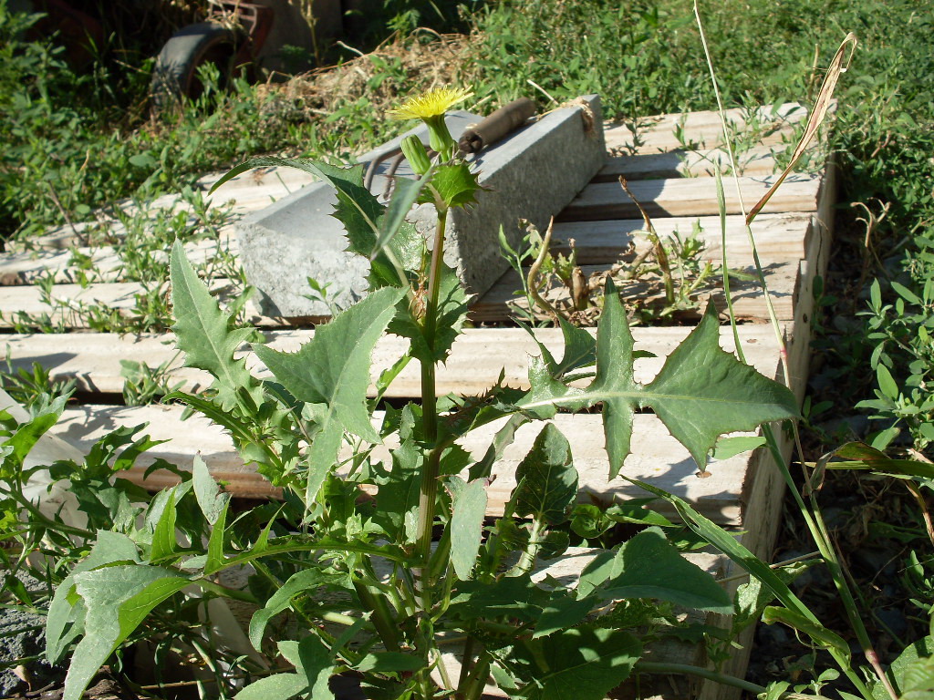 Image of Sonchus oleraceus specimen.