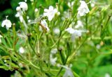 Valeriana officinalis. Часть соцветия с цветками и завязавшимися плодами. Ярославская обл., Переславский р-н, дер. Кисьма, сырое прибрежье р. Кисьма. 08.07.2011.