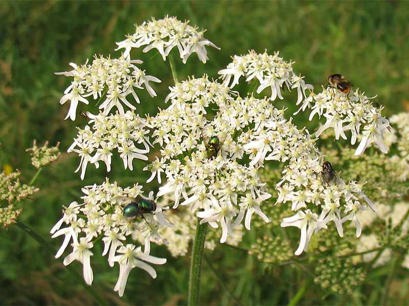 Изображение особи Heracleum sphondylium.