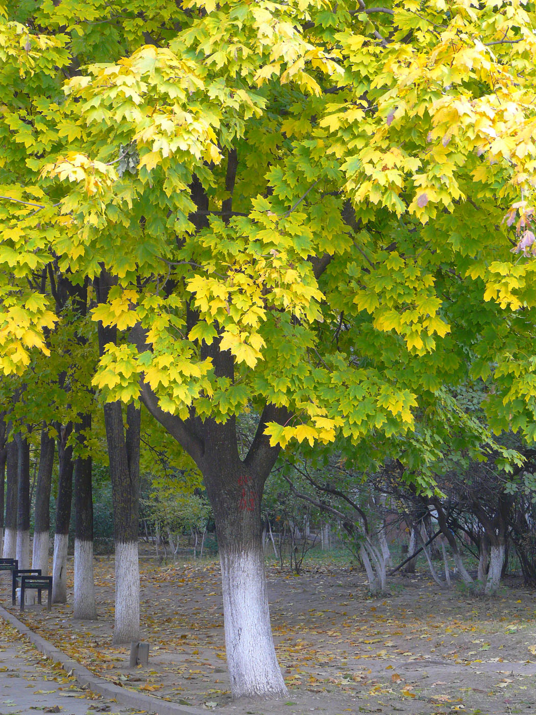 Image of Acer platanoides specimen.