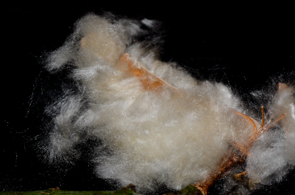 Image of Ceiba speciosa specimen.