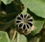 Abutilon fruticosum