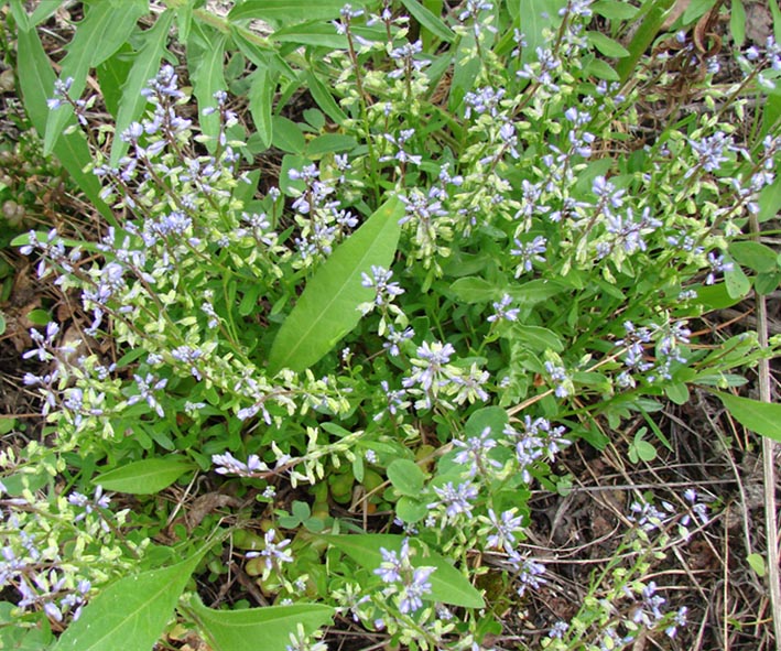 Image of Polygala amarella specimen.