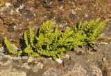 Woodsia ilvensis. Взрослое растение. Карелия, Ладожское озеро, Валаамский архипелаг, остров Оборонный. 22.06.2012.