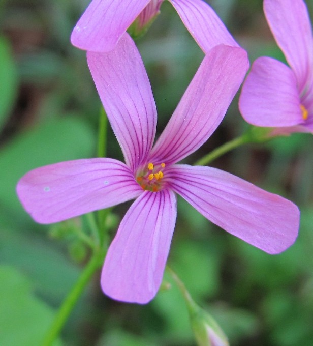 Изображение особи Oxalis articulata.