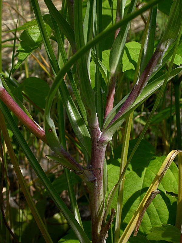 Image of Tragopogon dubius ssp. major specimen.