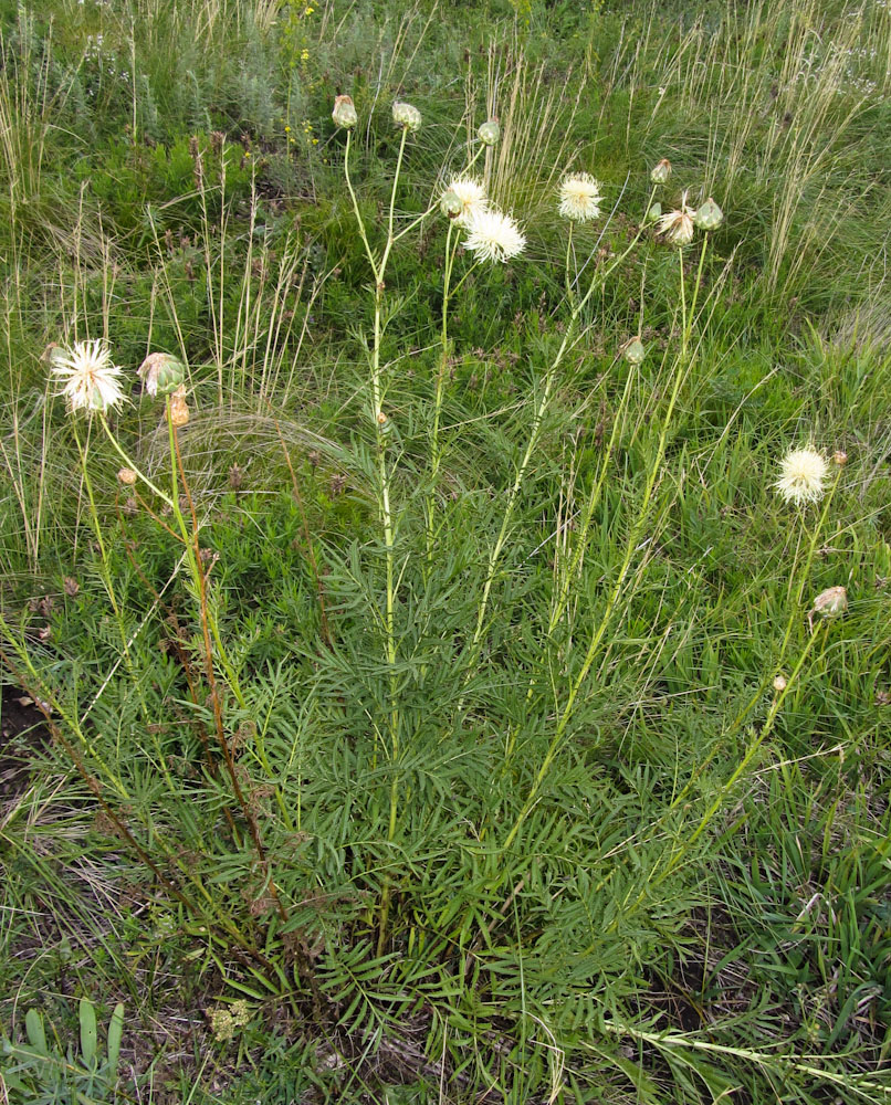 Изображение особи Rhaponticoides kasakorum.