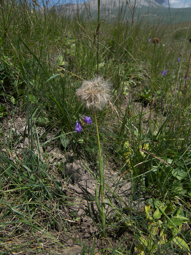 Image of Tragopogon reticulatus specimen.