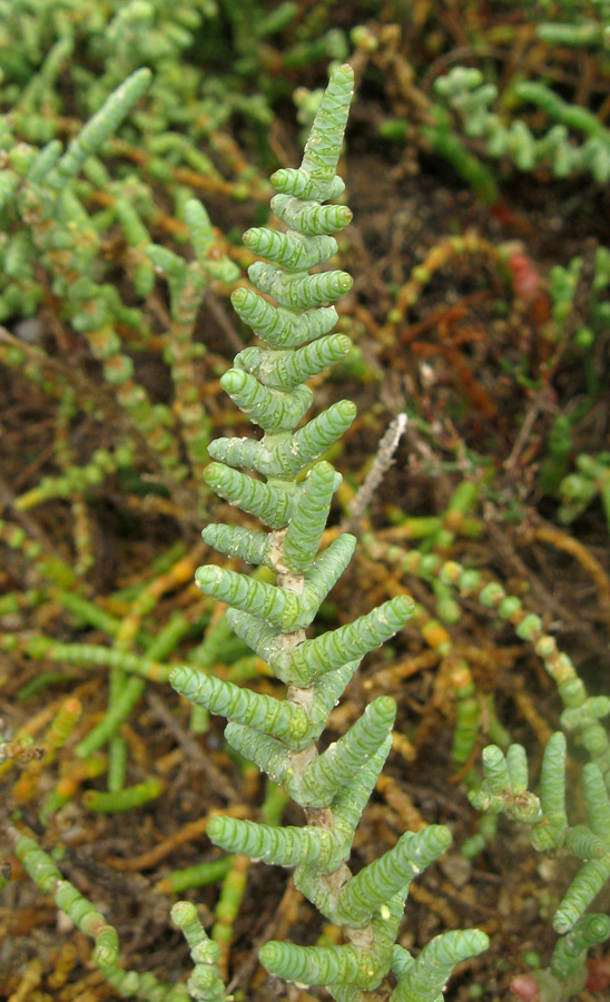 Image of Halocnemum strobilaceum specimen.