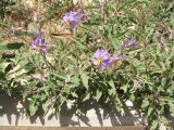 Solanum elaeagnifolium. Цветущее растение. Израиль, г. Беэр-Шева, сорняк на клумбе. Апрель 2005 г.