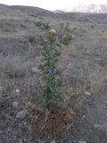 Cirsium rigidum