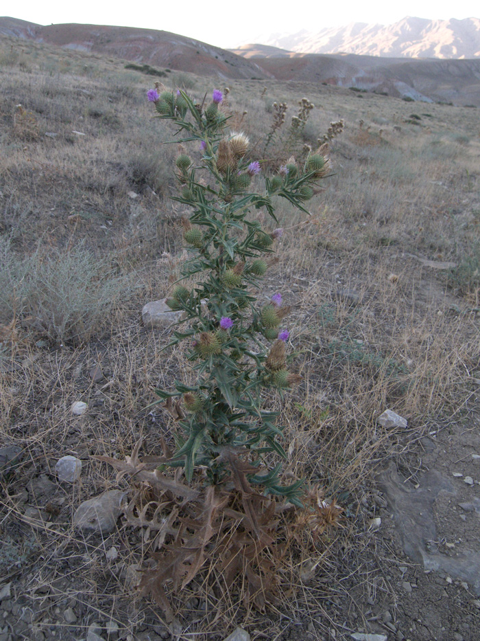 Image of Cirsium rigidum specimen.