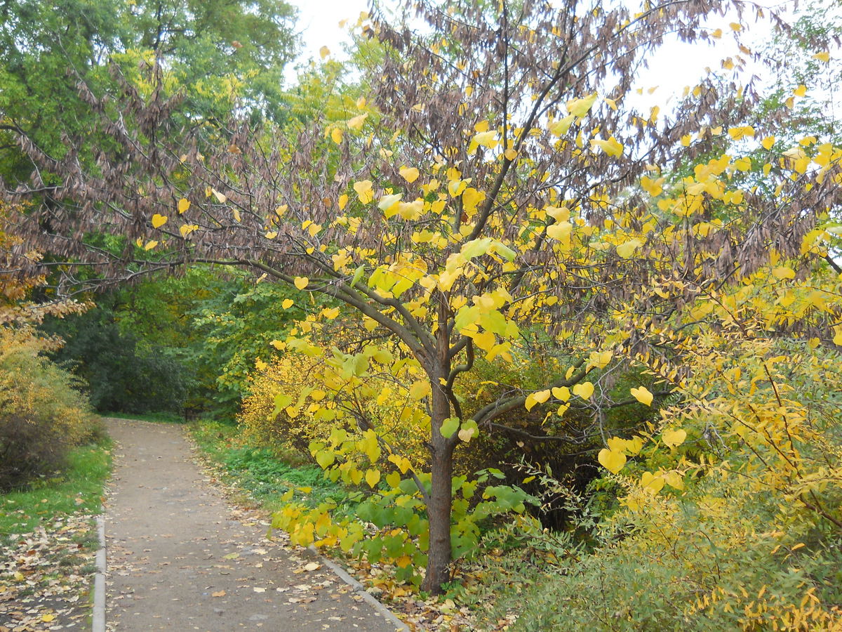 Image of Cercis canadensis specimen.