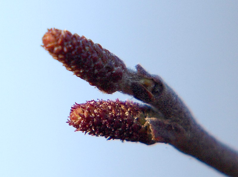 Image of Alnus incana specimen.