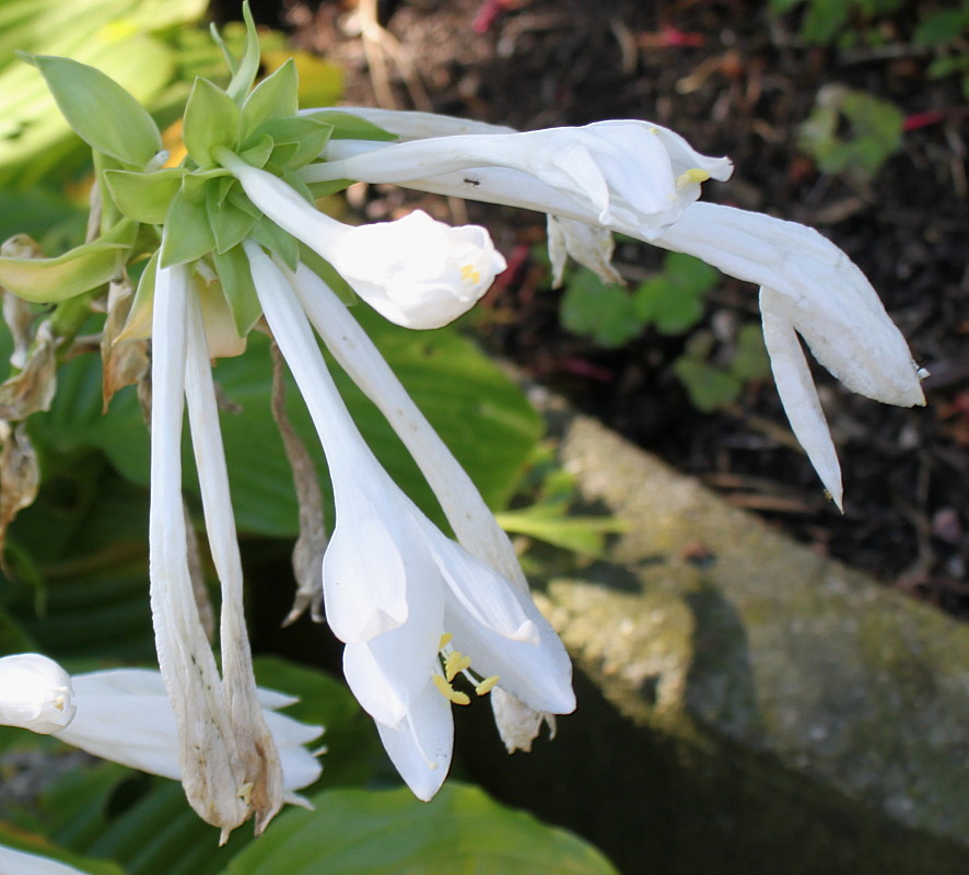 Image of Hosta plantaginea specimen.