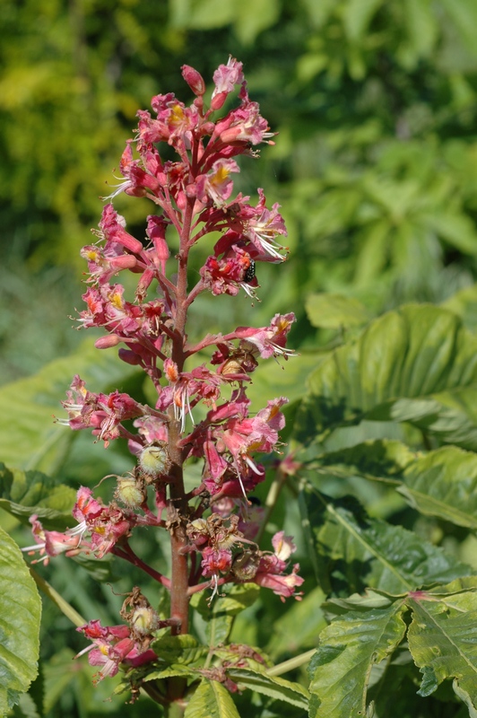 Image of Aesculus &times; carnea specimen.