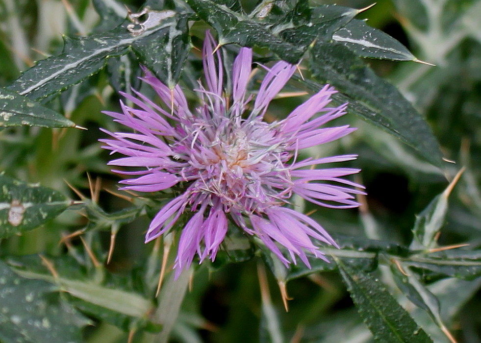 Image of Galactites tomentosus specimen.