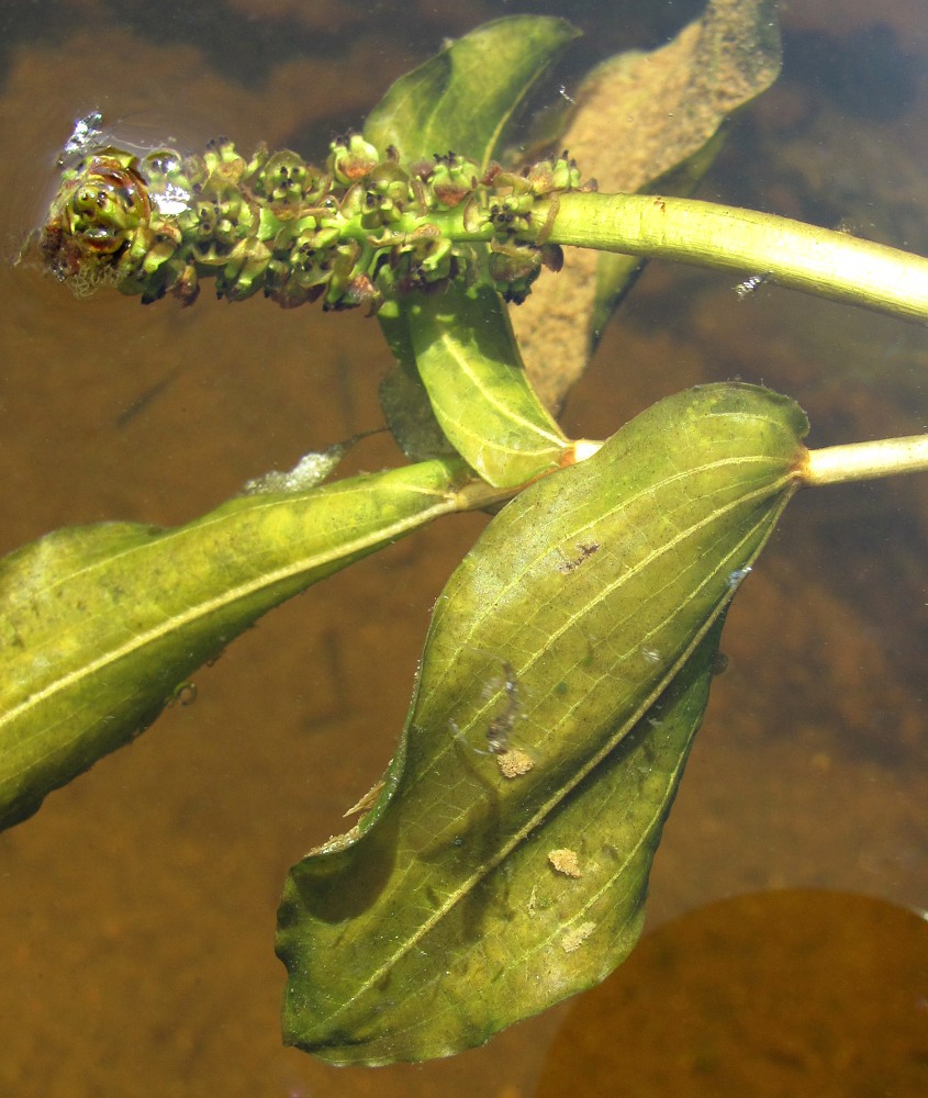 Image of Potamogeton &times; decipiens specimen.