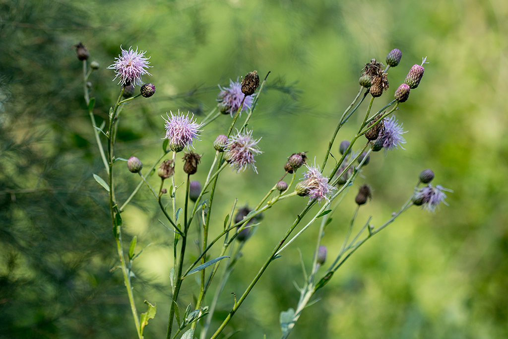 Изображение особи Cirsium setosum.