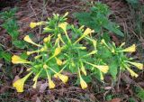 Mirabilis jalapa