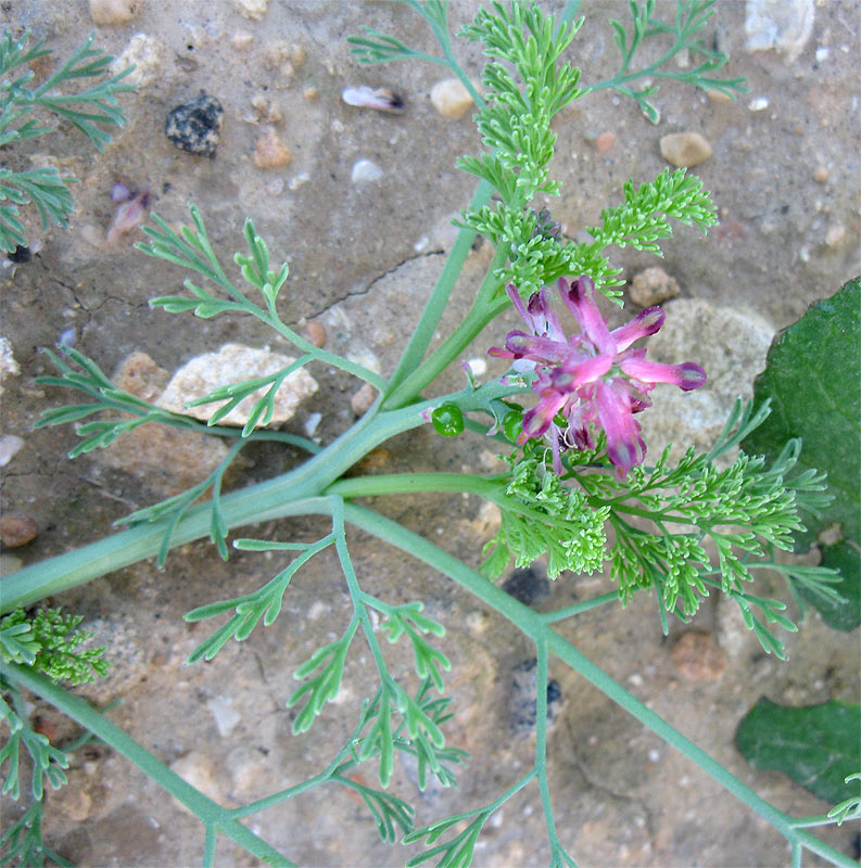 Image of Fumaria densiflora specimen.